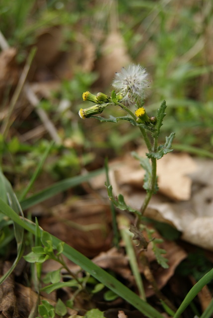 Senecio vulgaris / Senecione comune