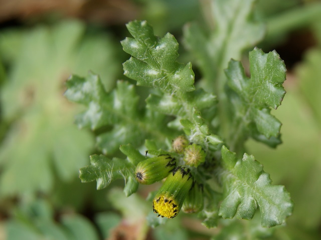 Senecio vulgaris / Senecione comune