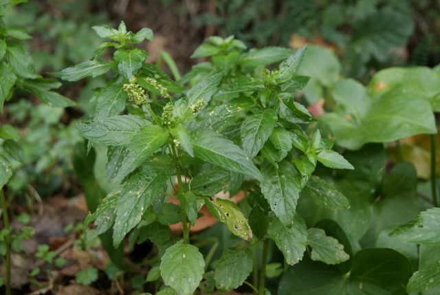 Mercurialis annua