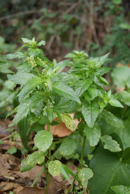 Mercurialis annua