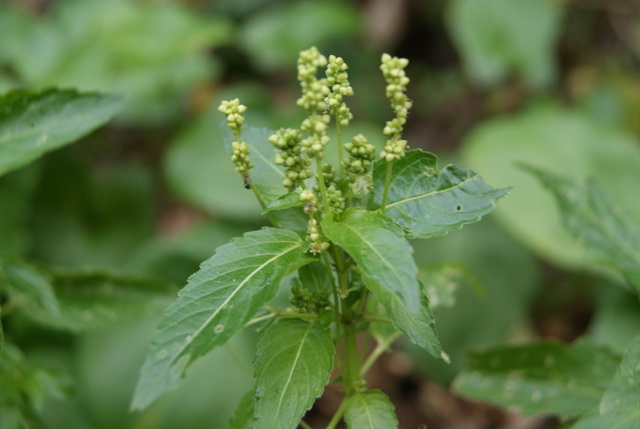 Mercurialis annua