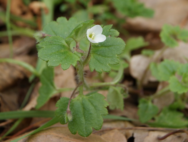 Veronica cymbalaria / Veronica a foglie di Cimbalaria