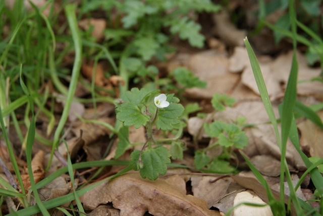 Veronica cymbalaria / Veronica a foglie di Cimbalaria