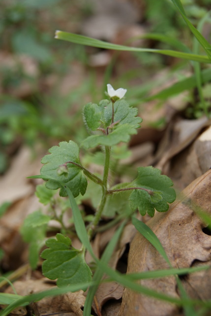 Veronica cymbalaria / Veronica a foglie di Cimbalaria