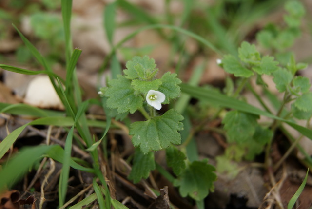 Veronica cymbalaria / Veronica a foglie di Cimbalaria