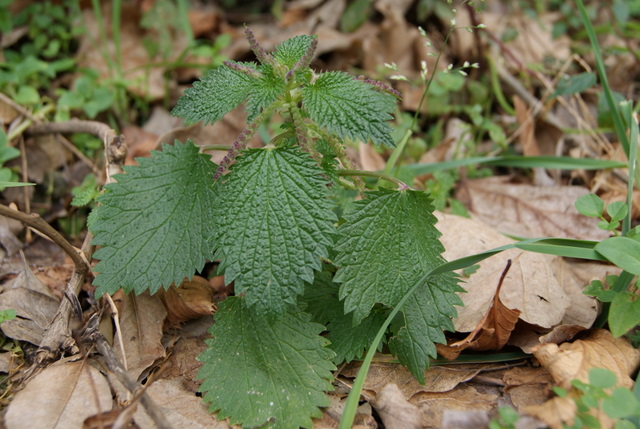 Urtica membranacea