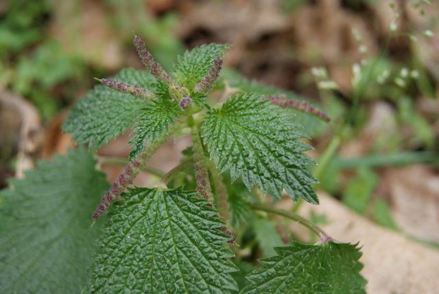 Urtica membranacea