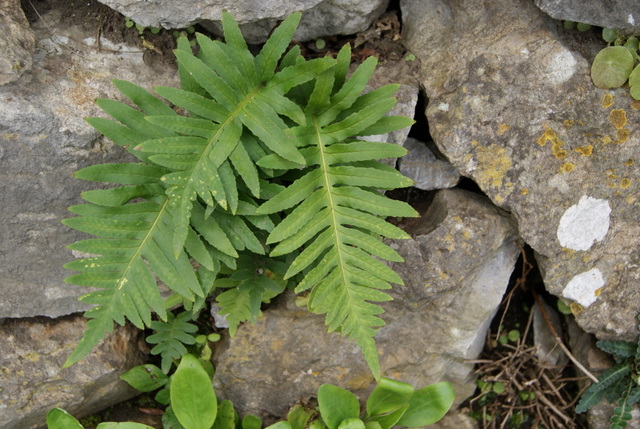 Polypodium cfr. cambricum