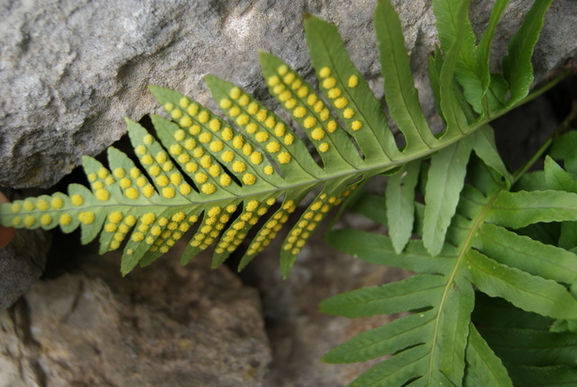 Polypodium cfr. cambricum