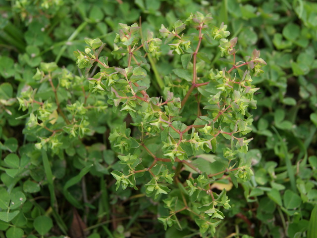 Euphorbia peplus