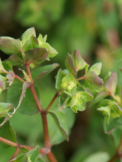 Euphorbia peplus