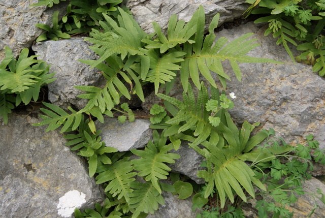 Polypodium cfr. cambricum