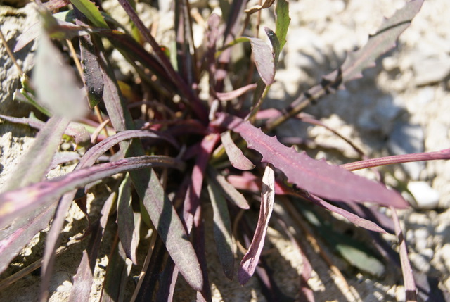 Reichardia picroides