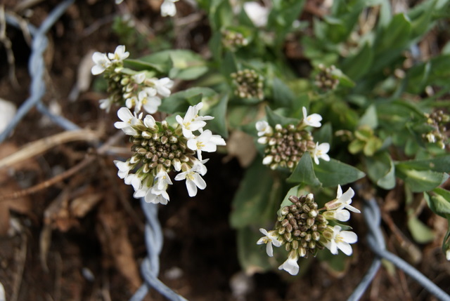 Noccaea praecox (=Thlaspi praecox) / Erba storna montanina