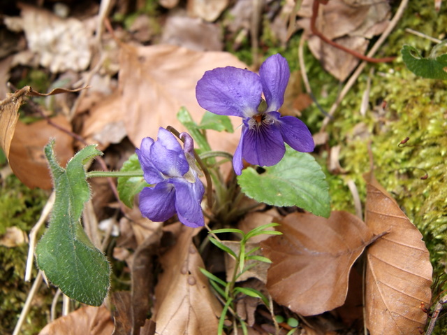 Viola alba Besser subsp. dehnhardtii