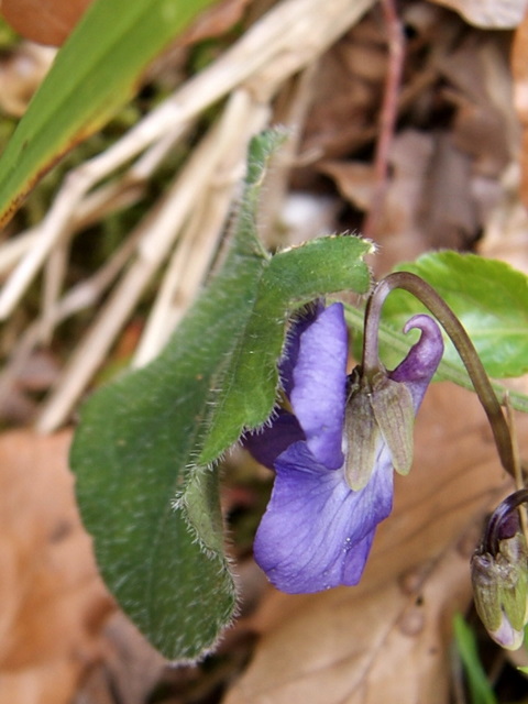 Viola alba Besser subsp. dehnhardtii