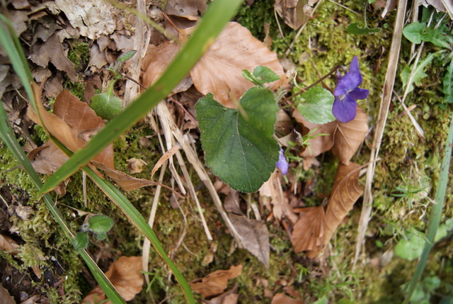 Viola alba Besser subsp. dehnhardtii