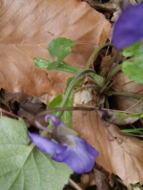 Viola alba Besser subsp. dehnhardtii