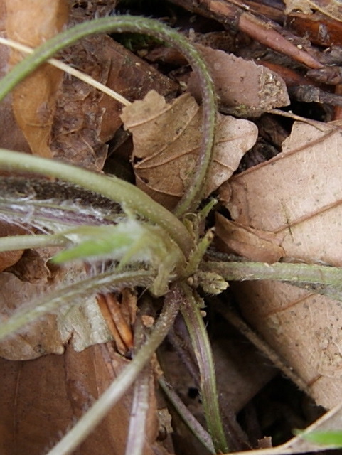 Viola alba Besser subsp. dehnhardtii