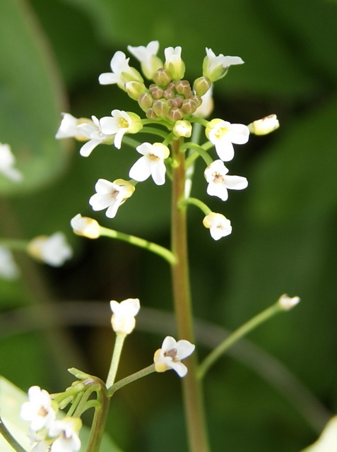 Calepina irregularis