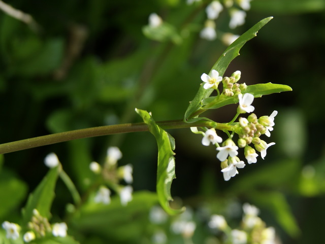 Calepina irregularis