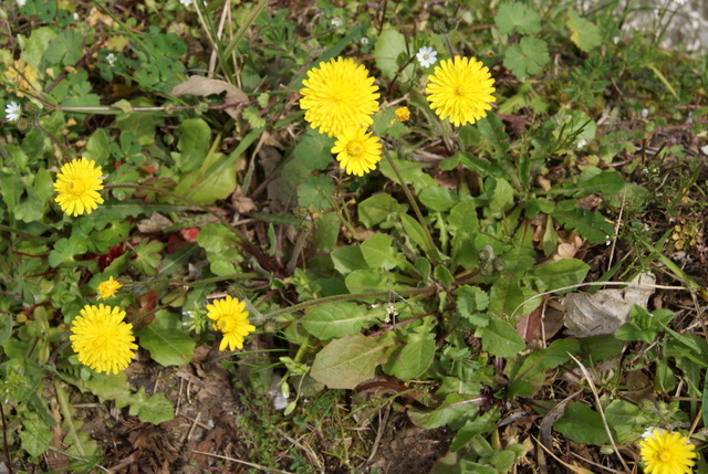 Crepis sancta