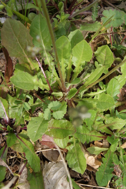 Crepis sancta