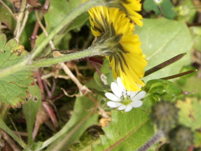 Crepis sancta