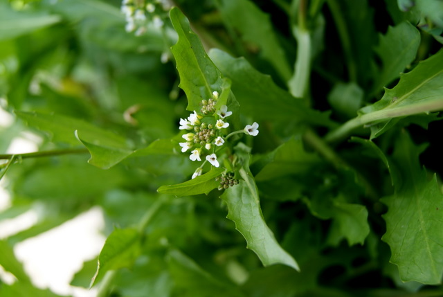 Calepina irregularis