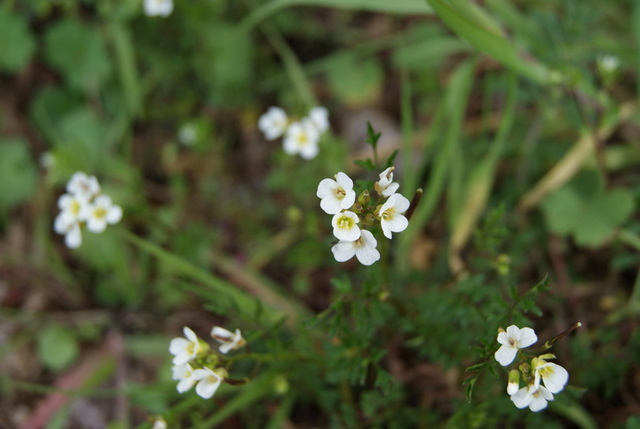 Cardamine graeca / Billeri greco