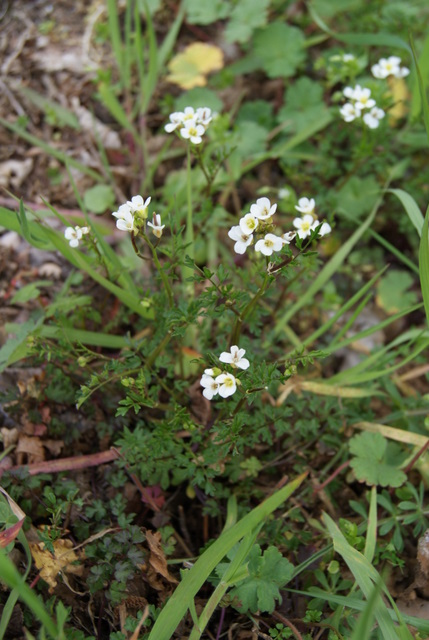 Cardamine graeca / Billeri greco