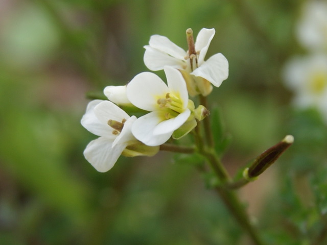 Cardamine graeca / Billeri greco