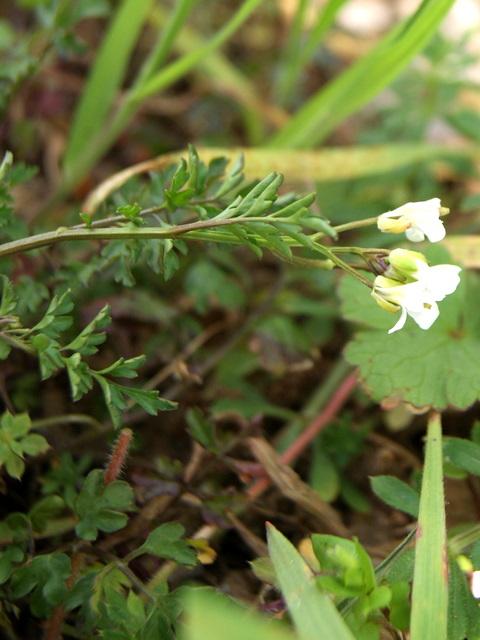 Cardamine graeca / Billeri greco