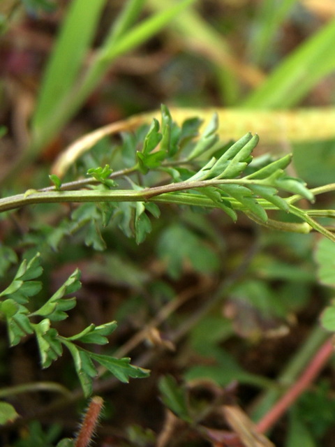 Cardamine graeca / Billeri greco