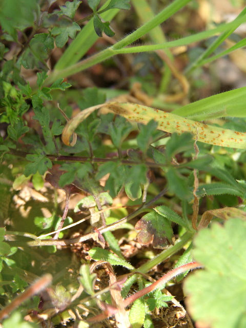 Cardamine graeca / Billeri greco