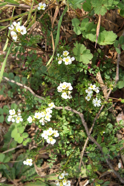 Cardamine graeca / Billeri greco