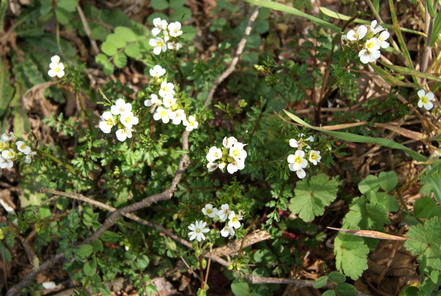 Cardamine graeca / Billeri greco