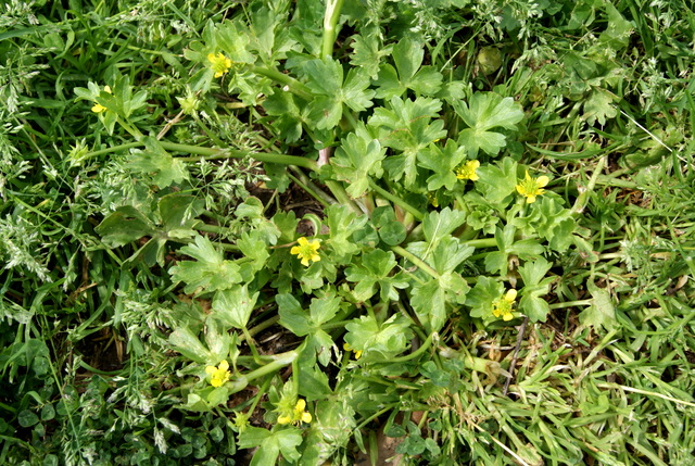 Ranunculus muricatus / Ranuncolo spinoso