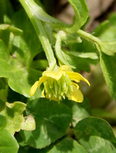 Ranunculus muricatus / Ranuncolo spinoso