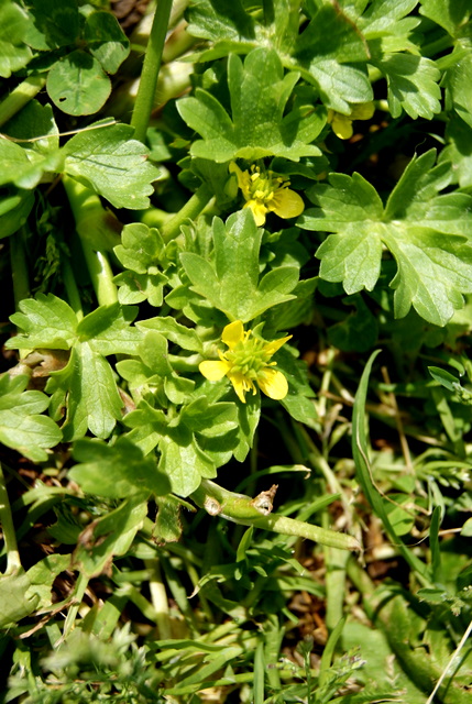 Ranunculus muricatus / Ranuncolo spinoso