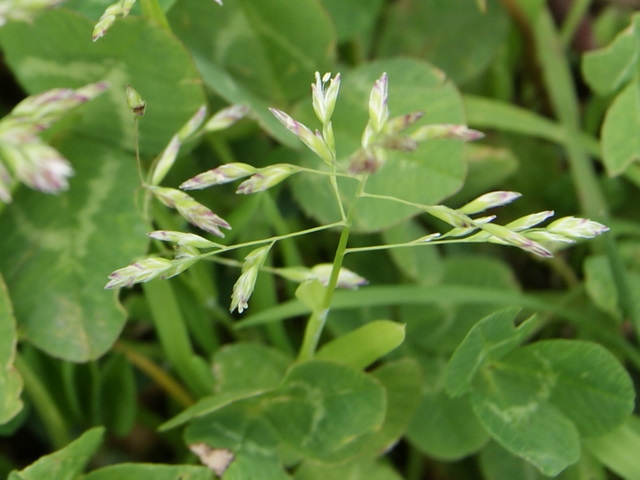 Poa annua