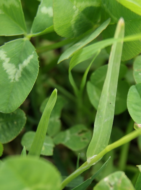 Poa annua