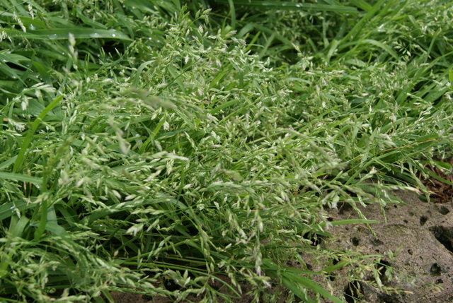 Poa annua