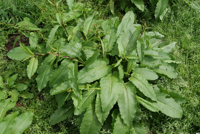 Rumex acetosa o crispus ?