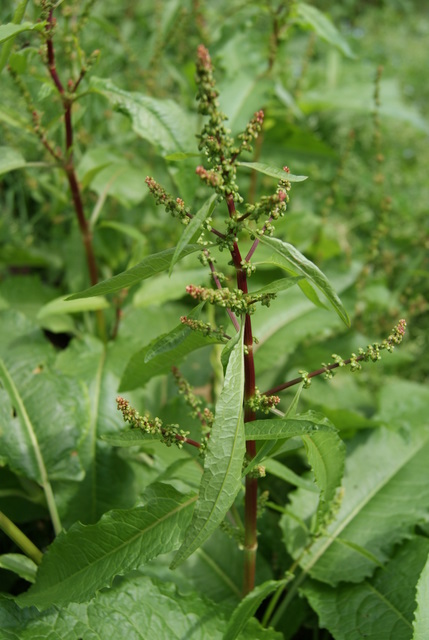 Rumex acetosa o crispus ?