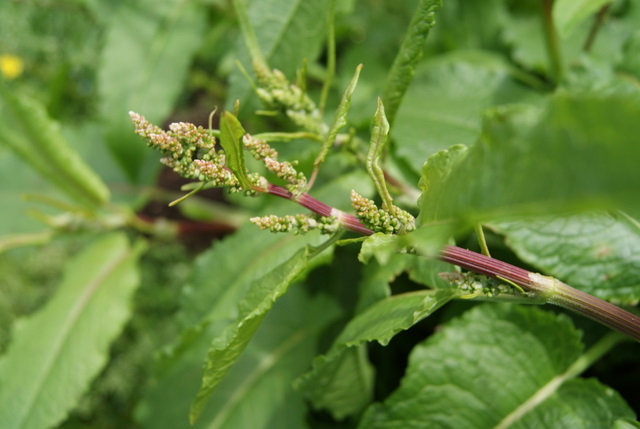 Rumex acetosa o crispus ?