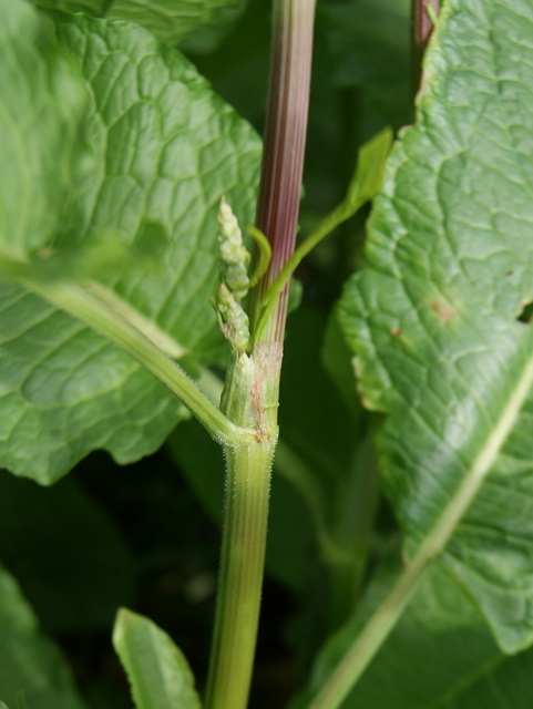 Rumex acetosa o crispus ?