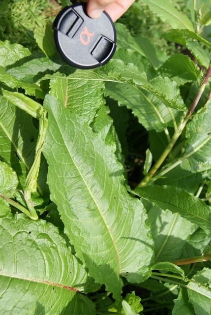 Rumex acetosa o crispus ?