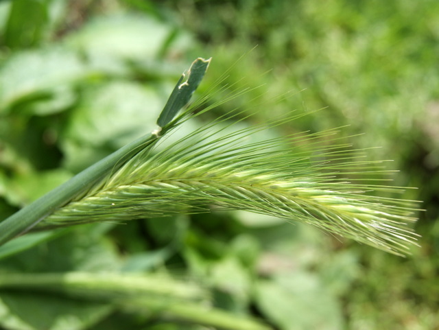 Hordeum murinum ?