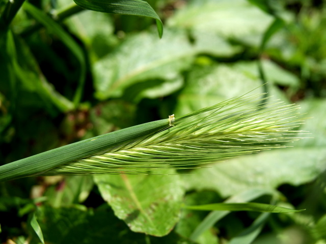 Hordeum murinum ?